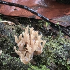 Artomyces sp. at Cape Pillar, TAS - 13 Apr 2023 09:25 AM