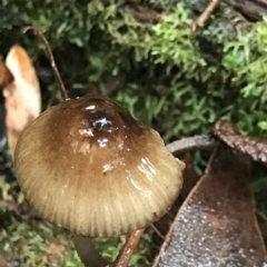 Mycena sp. (genus) (Mycena) at Cape Pillar, TAS - 13 Apr 2023 by MattFox
