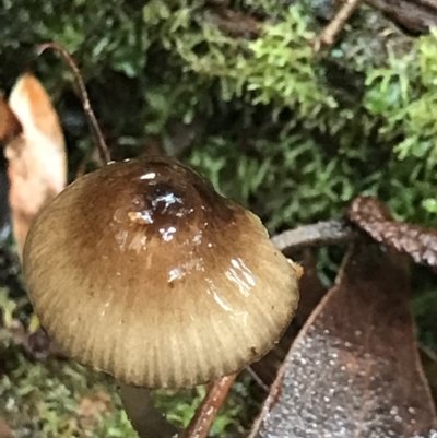 Unidentified Fungus at Tasman National Park - 12 Apr 2023 by MattFox