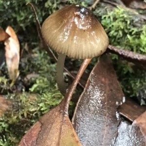 Mycena sp. at Cape Pillar, TAS - 13 Apr 2023 09:24 AM