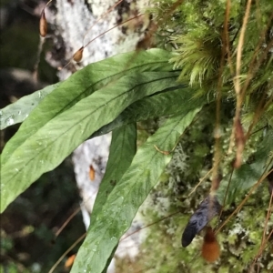 Notogrammitis billardierei at Cape Pillar, TAS - suppressed