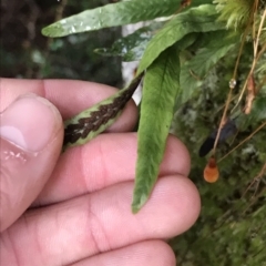 Notogrammitis billardierei at Cape Pillar, TAS - suppressed