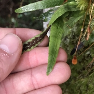 Notogrammitis billardierei at Cape Pillar, TAS - 13 Apr 2023