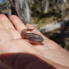 Saproscincus mustelinus (Weasel Skink) at Tinderry, NSW - 21 Apr 2023 by danswell