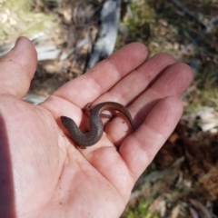 Saproscincus mustelinus at Tinderry, NSW - 21 Apr 2023