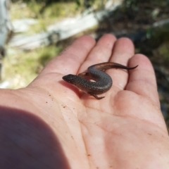 Saproscincus mustelinus at Tinderry, NSW - 21 Apr 2023