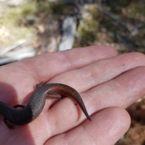 Saproscincus mustelinus at Tinderry, NSW - 21 Apr 2023