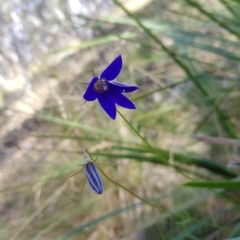 Wahlenbergia stricta subsp. stricta at Tinderry, NSW - 21 Apr 2023