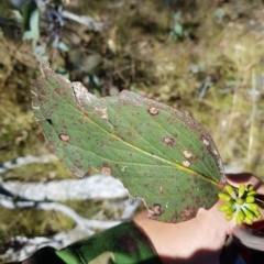 Eucalyptus pauciflora subsp. pauciflora (White Sally, Snow Gum) at Tinderry, NSW - 21 Apr 2023 by danswell