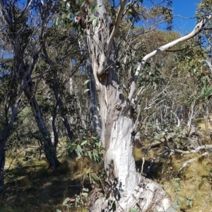 Eucalyptus pauciflora subsp. pauciflora at Tinderry, NSW - 21 Apr 2023 12:48 PM