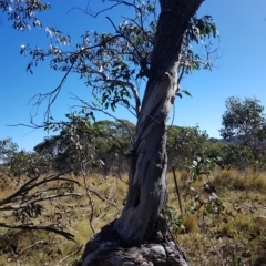 Eucalyptus pauciflora subsp. pauciflora at Tinderry, NSW - 21 Apr 2023