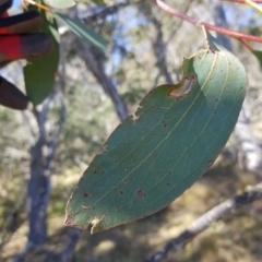 Eucalyptus pauciflora subsp. pauciflora at Tinderry, NSW - 21 Apr 2023 12:48 PM