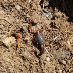 Urodacus manicatus (Black Rock Scorpion) at Tinderry, NSW - 21 Apr 2023 by danswell