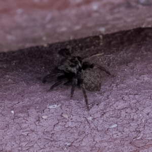 Salticidae (family) at Paddys River, ACT - 14 Apr 2023