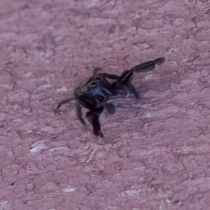 Salticidae (family) at Paddys River, ACT - 14 Apr 2023