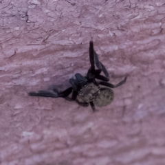 Salticidae (family) at Paddys River, ACT - 14 Apr 2023