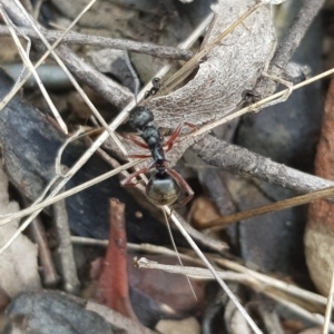 Dolichoderus doriae at Cotter River, ACT - 27 Mar 2023