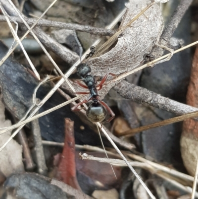 Dolichoderus doriae (Dolly ant) at Lower Cotter Catchment - 27 Mar 2023 by danswell