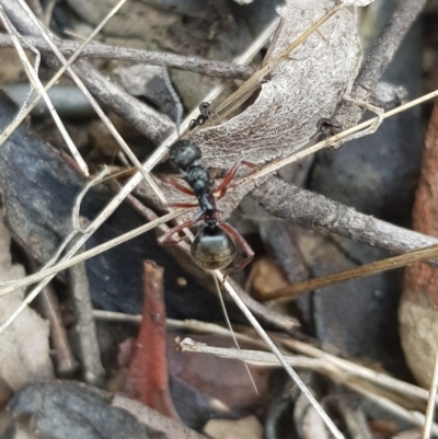 Dolichoderus doriae (Dolly ant) at Cotter River, ACT - 27 Mar 2023 by danswell