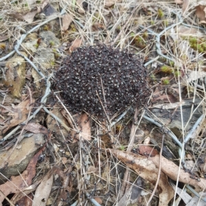 Dolichoderus doriae at Cotter River, ACT - 27 Mar 2023