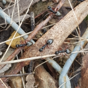 Dolichoderus doriae at Cotter River, ACT - 27 Mar 2023