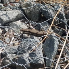 Eulamprus heatwolei (Yellow-bellied Water Skink) at QPRC LGA - 26 Mar 2023 by danswell