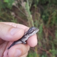 Pogona barbata (Eastern Bearded Dragon) at Greenleigh, NSW - 26 Mar 2023 by danswell