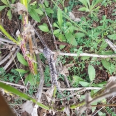 Pogona barbata at Greenleigh, NSW - 26 Mar 2023