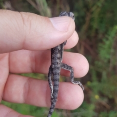 Pogona barbata at Greenleigh, NSW - 26 Mar 2023