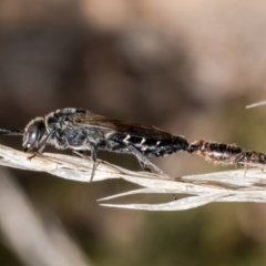 Tiphiidae sp. (family) (Unidentified Smooth flower wasp) at Bruce, ACT - 20 Apr 2023 by Roger
