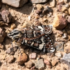 Apina callisto (Pasture Day Moth) at O'Connor, ACT - 21 Apr 2023 by Roger