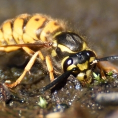 Vespula germanica (German Yellowjacket Wasp (also known as European Wasp)) at Acton, ACT - 21 Apr 2023 by Thurstan