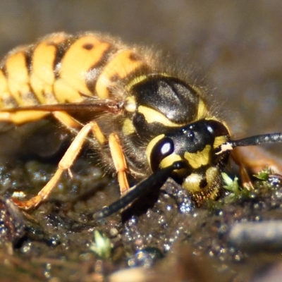 Vespula germanica (European wasp) at ANBG - 21 Apr 2023 by Thurstan