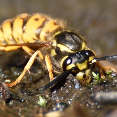 Vespula germanica (European wasp) at Acton, ACT - 21 Apr 2023 by Thurstan