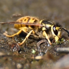 Vespula germanica at Acton, ACT - 21 Apr 2023 10:45 AM