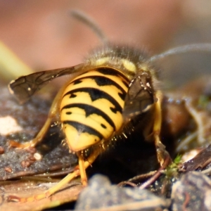 Vespula germanica at Acton, ACT - 21 Apr 2023 10:45 AM