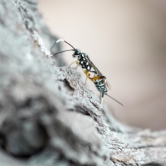 Stenarella victoriae (An ichneumon parasitic wasp) at Paddys River, ACT - 4 Apr 2023 by CanberraDSN