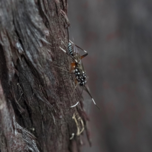 Xanthocryptus novozealandicus at Paddys River, ACT - 4 Apr 2023 03:33 PM