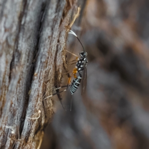 Stenarella victoriae at Paddys River, ACT - 4 Apr 2023