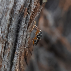 Stenarella victoriae at Paddys River, ACT - 4 Apr 2023