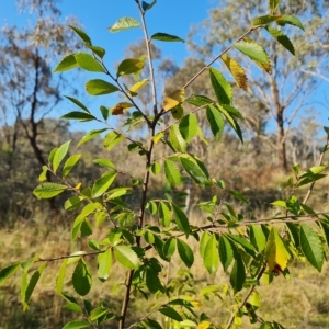 Ulmus parvifolia at O'Malley, ACT - 21 Apr 2023