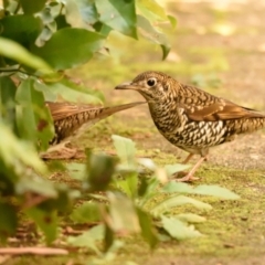 Zoothera lunulata (Bassian Thrush) at Acton, ACT - 21 Apr 2023 by Thurstan