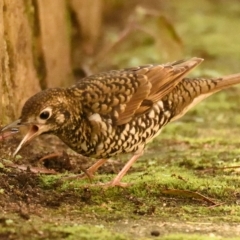 Zoothera lunulata at Acton, ACT - 21 Apr 2023