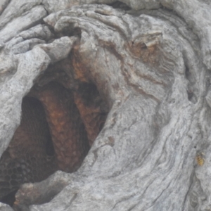 Apis mellifera at Stromlo, ACT - 21 Apr 2023