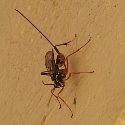 Ichneumonidae (family) (Unidentified ichneumon wasp) at Lions Youth Haven - Westwood Farm A.C.T. - 21 Apr 2023 by HelenCross