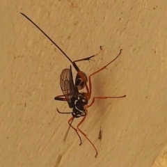 Ichneumonidae (family) (Unidentified ichneumon wasp) at Western Edge Area - 21 Apr 2023 by HelenCross