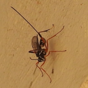 Ichneumonidae (family) at Kambah, ACT - 21 Apr 2023