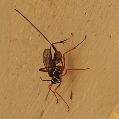 Ichneumonidae (family) (Unidentified ichneumon wasp) at Lions Youth Haven - Westwood Farm - 21 Apr 2023 by HelenCross