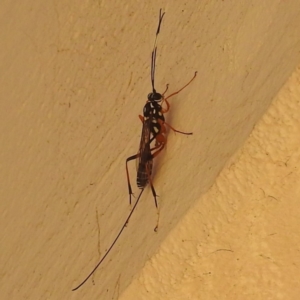 Ichneumonidae (family) at Kambah, ACT - 21 Apr 2023
