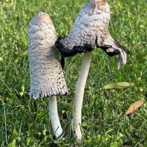 Coprinus comatus at Mitchell, ACT - 21 Apr 2023